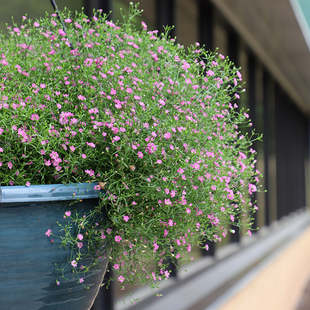 吉普赛满天星花种子易爆盆四季播种易活长花期阳台盆栽植物花种籽