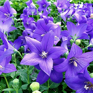 中华桔梗花种子盆栽铃铛花种籽四季开花阳台庭院桌面绿植花卉好养