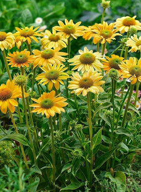 黄色松果菊种子宿根多年生耐寒耐热紫锥菊种籽庭院阳台切花春秋播