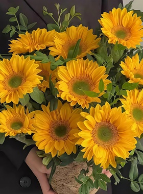 Sakata向日葵种子文森特2清新绿心观赏切花向日葵Vincent's fresh