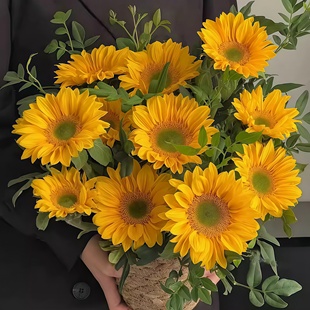 Sakata向日葵种子文森特2清新绿心观赏切花向日葵Vincent's fresh