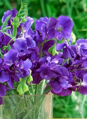 切花香豌豆种子蓝色花卉爬藤别墅花园田园花镜藤本春季开花植物