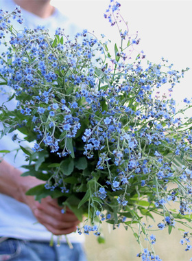 【倒提壶种子】耐寒盆栽驱鼠花勿忘草花种蓝色花海中国勿忘我花籽