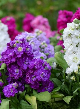 【矮杆紫罗兰花籽】四季开花
