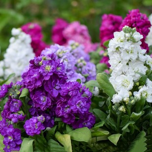 【矮杆紫罗兰花籽】四季开花阳台庭院盆栽耐寒易种浓香草桂花种子