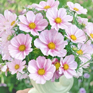 浅玫瑰渐变波斯菊种子小清新波斯菊花籽新手易种阳台花盆庭院花海