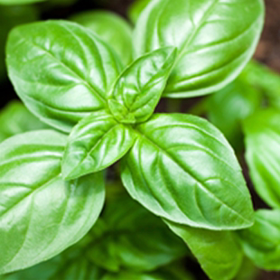 【意大利甜罗勒种子】甜香罗勒九层塔香草可食用盆栽阳台厨房驱蚊