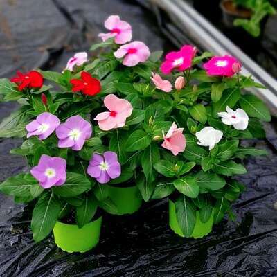 长春花种子五叶梅花期长四季开花