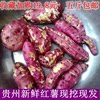 番薯贵州粉面香甜产地直发