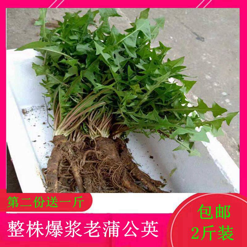 贵州野生新鲜蒲公英整株带根