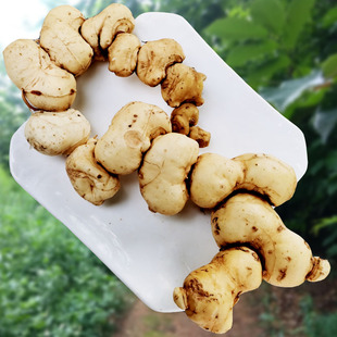 正宗深山6年以上新鲜黄精 贵州真红花老虎姜包邮中药材可煲汤泡酒