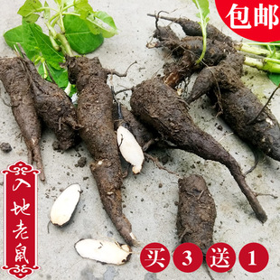 贵州深山钻入地老鼠 500g包邮新鲜中药材紫茉莉根胭脂花头种煲汤