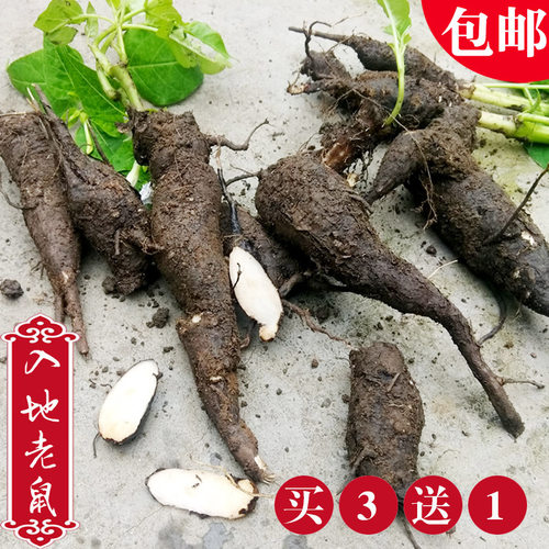 贵州入地老鼠新鲜根中药材包邮