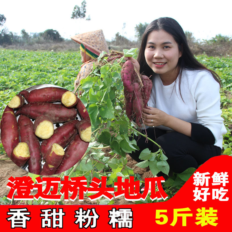 海南澄迈沙地桥头富硒地瓜10斤新鲜农家桥沙板栗薯红薯番薯包邮