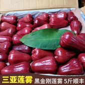 包邮 5斤顺丰 海南莲雾新鲜黑金刚莲雾新鲜莲雾 海南三亚水果
