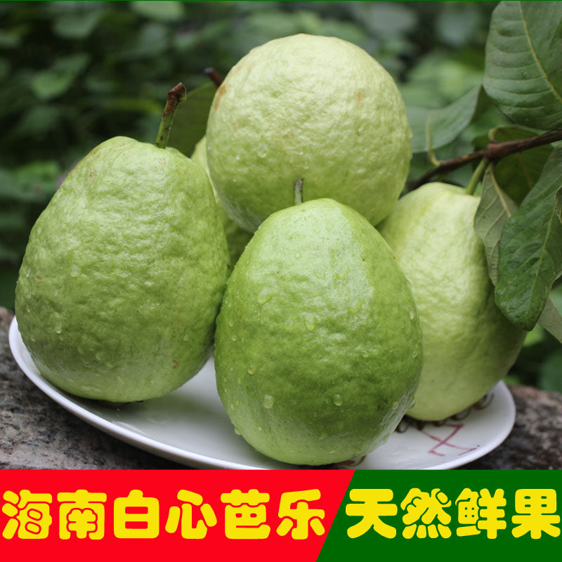 海南珍珠番石榴白心白肉芭乐水果农家自产果园直供现发5斤装包邮