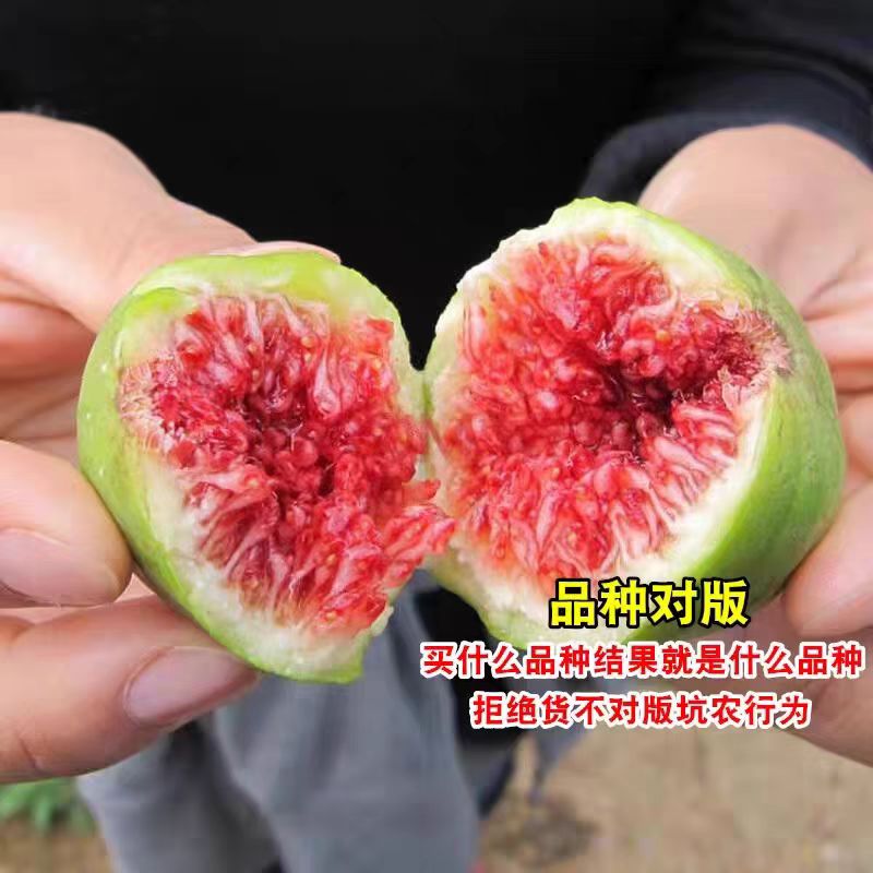 无花果树苗特大草莓维尔特无花果苗盆栽地栽南方北方种植当年结果