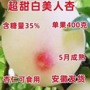 正宗杏树苗特大白美人杏子树苗盆栽地栽耐寒耐旱南北方种植新品种
