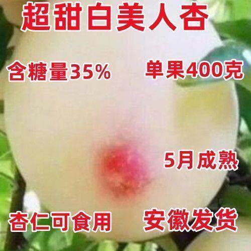 正宗杏树苗特大白美人子盆