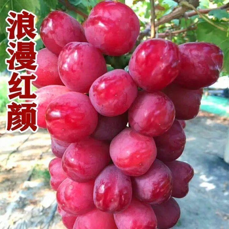 浪漫红颜葡萄苗 盆栽地栽南北方种植新品种无核葡萄树苖 当年结果