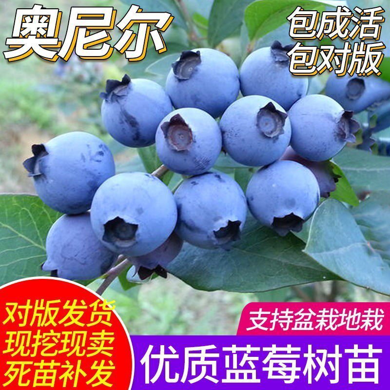 果树北陆蓝莓树苗 盆栽水果庭院阳台栽植南方北方当年结果 蓝莓苗
