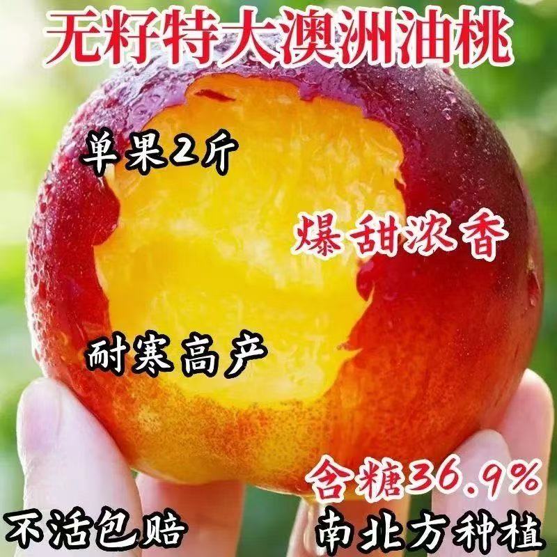 早熟红油桃树苗正宗嫁接黄