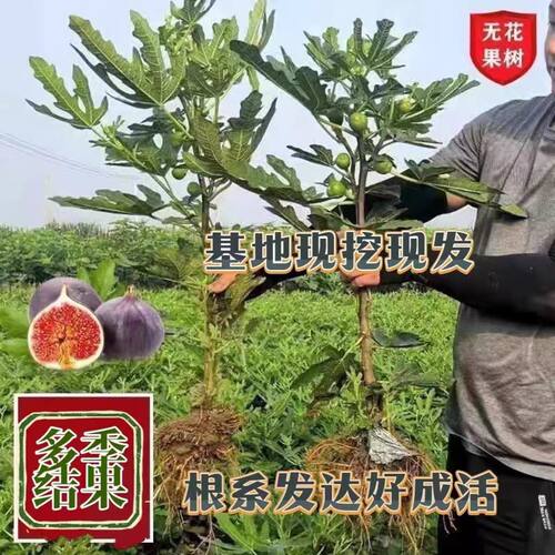 特大无花果树苗新品种超甜大果南方北方种植耐冻盆栽地载当年结果