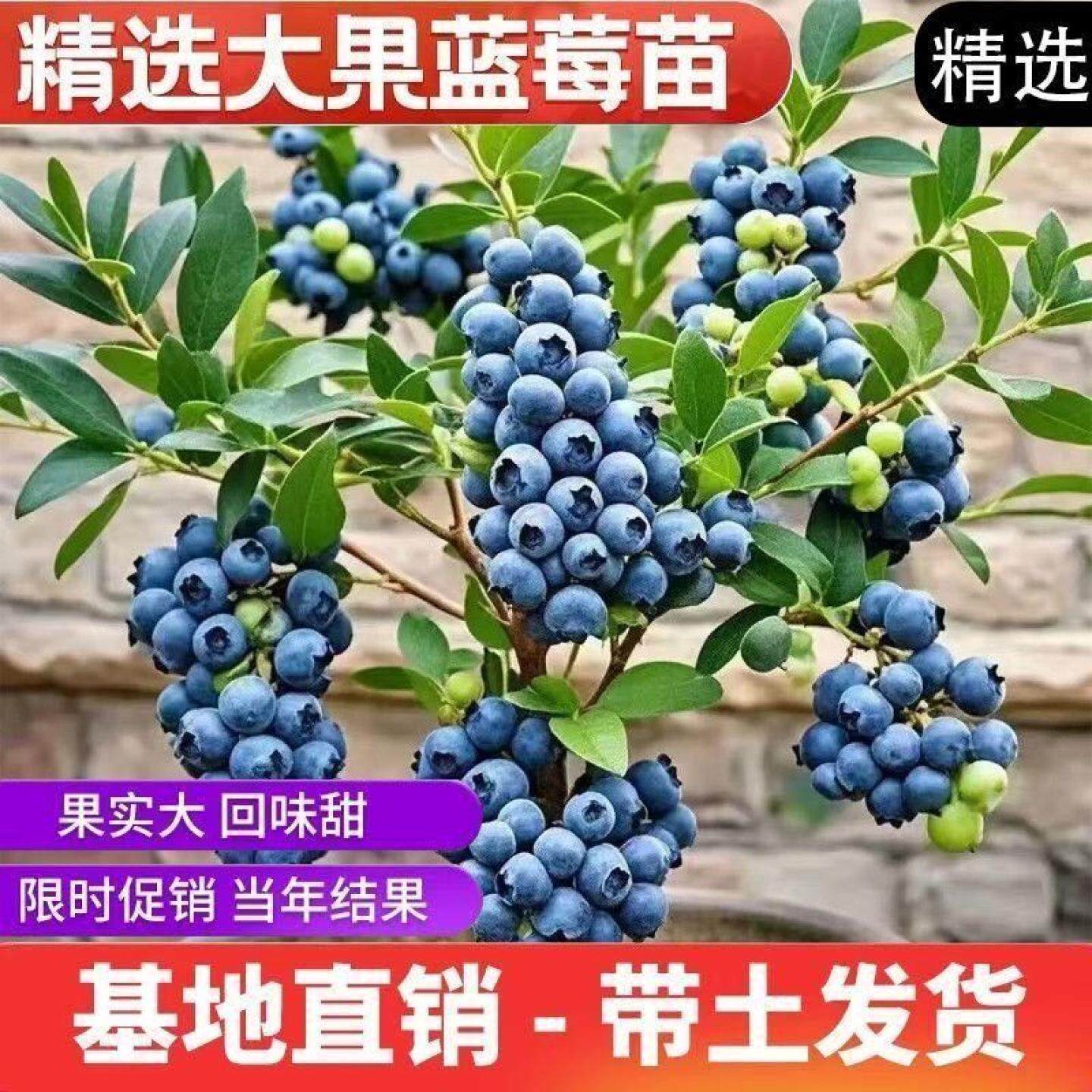 大果蓝莓树苗盆栽地栽果树苗蓝莓南北方种植阳台庭院种植当年结果