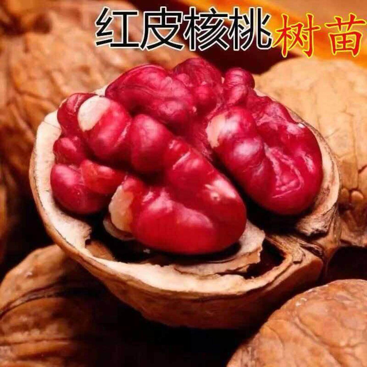 美国红仁核桃苗红皮核桃树苗嫁接苗核桃树果树果苗南方北方种植