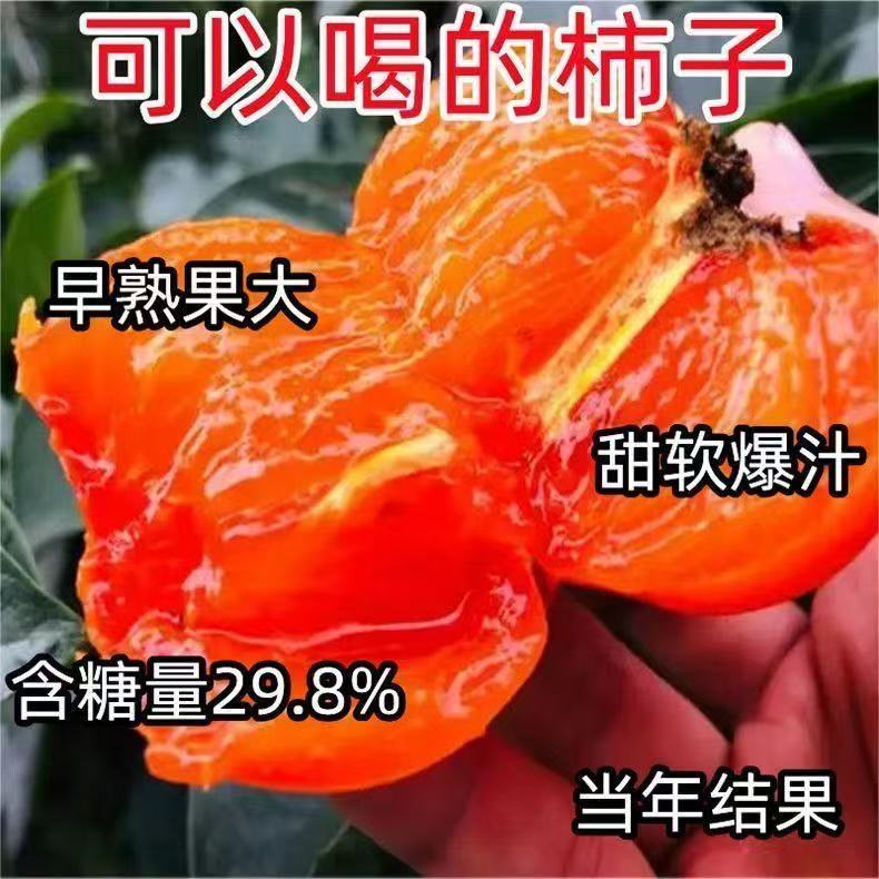 正宗牛心柿树苗嫁接柿子苗特大耐寒盆栽地栽南北方种植当年结果新