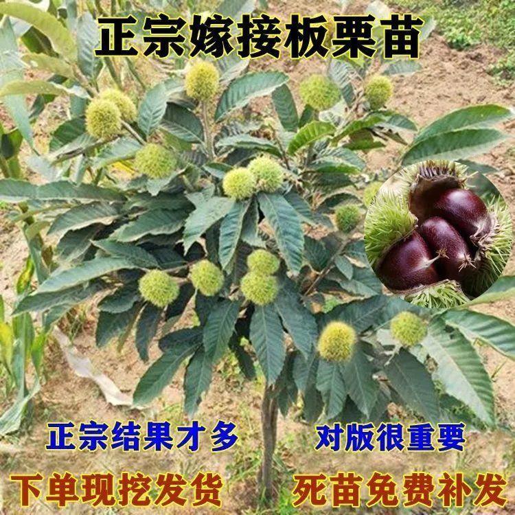 新品高产特大果板栗树苗当年结果南方种植板栗苗北方盆栽地栽嫁接