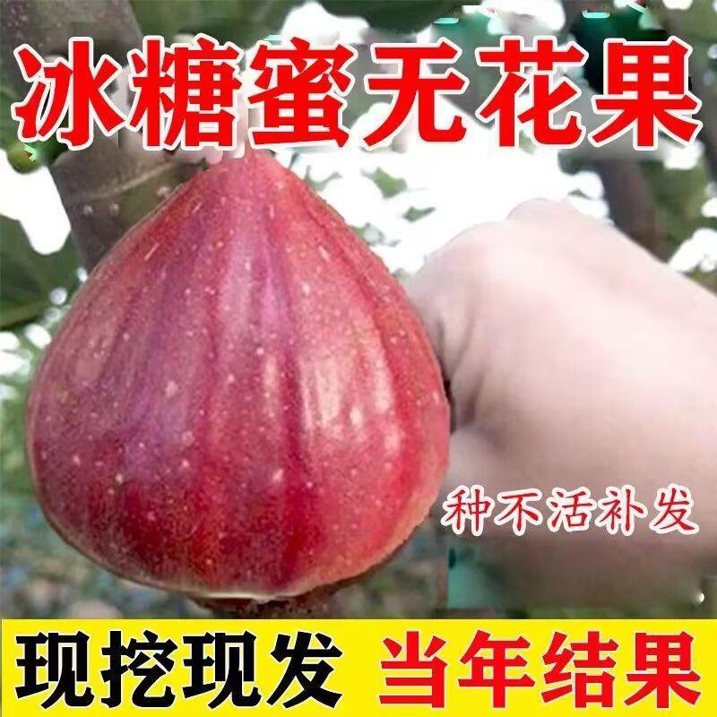 无花果树苗早熟特大新品种