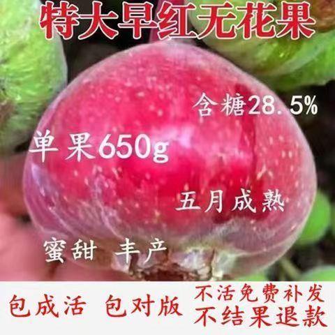 新品种特大无花果树苗波姬红特大金傲芬耐寒盆栽地栽南北方种结果