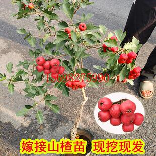 山楂树活苗特大果甜红子南北方种植盆地栽庭院耐寒当年结果山楂苗