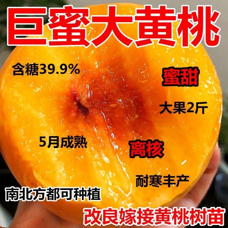 黄桃树苗嫁接特大新品种超
