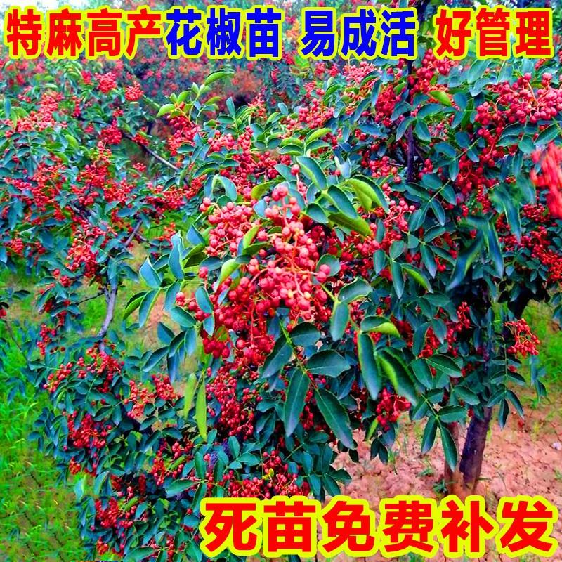 花椒苗树大红袍藤盆栽地食