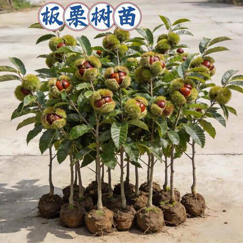 大红袍板栗苗南方北方种