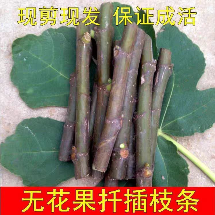 无花果扦插枝条果树苗嫁接枝条接穗新品种波姬红无花果苗四季种植