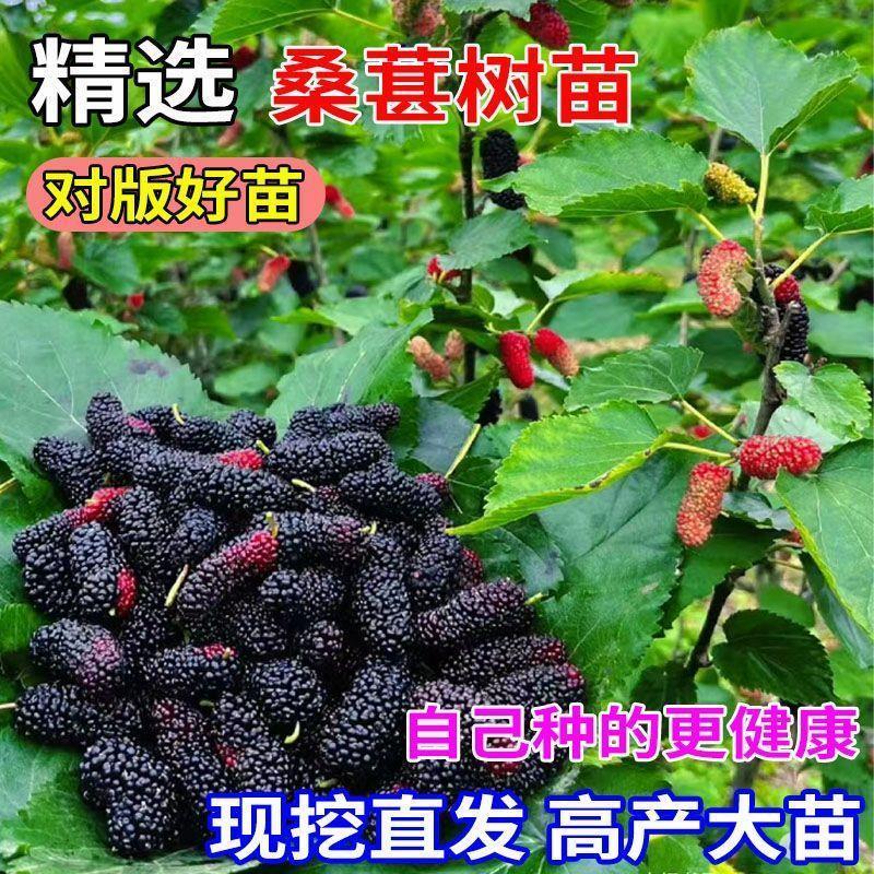 桑葚树苗长果桑果苗嫁接苗四季大果南方可盆载地栽果树苗