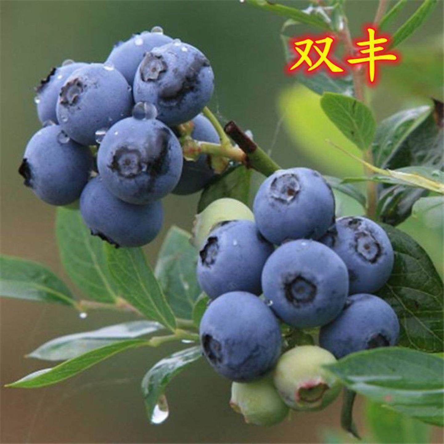 新品种双丰蓝莓果树苗盆栽地栽特大南方北方阳台种植蓝莓树苗耐寒