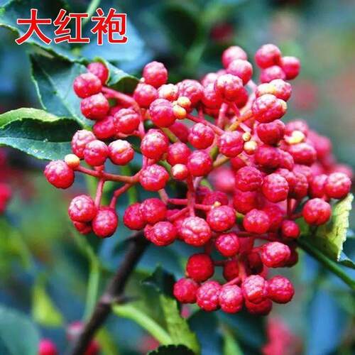 花椒树苗花椒树大红袍狮子头青椒麻椒花椒苗南北方盆栽地栽花椒苗