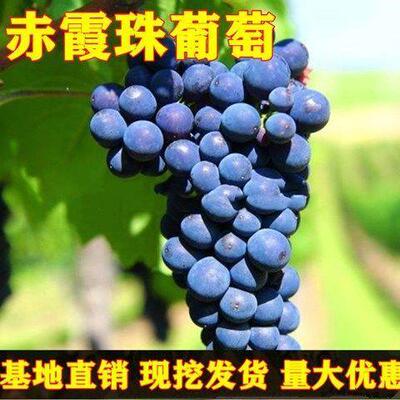 葡萄树苗赤霞珠酿酒山嫁接