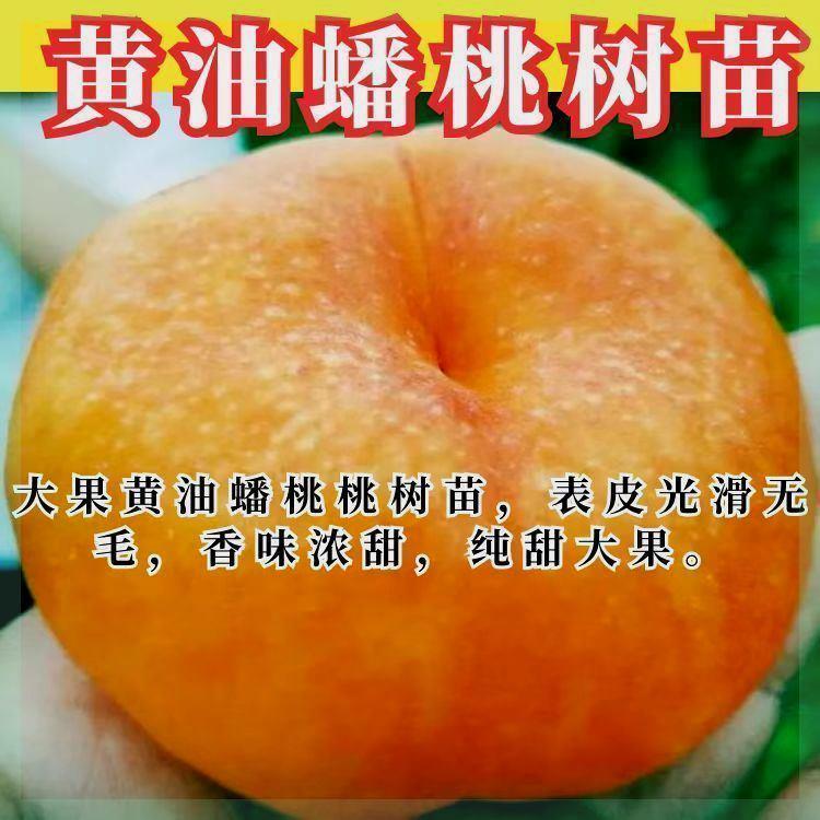 正宗嫁接油蟠桃桃树苗新品种桃子树苗特大桃树树苗南北方种植当年