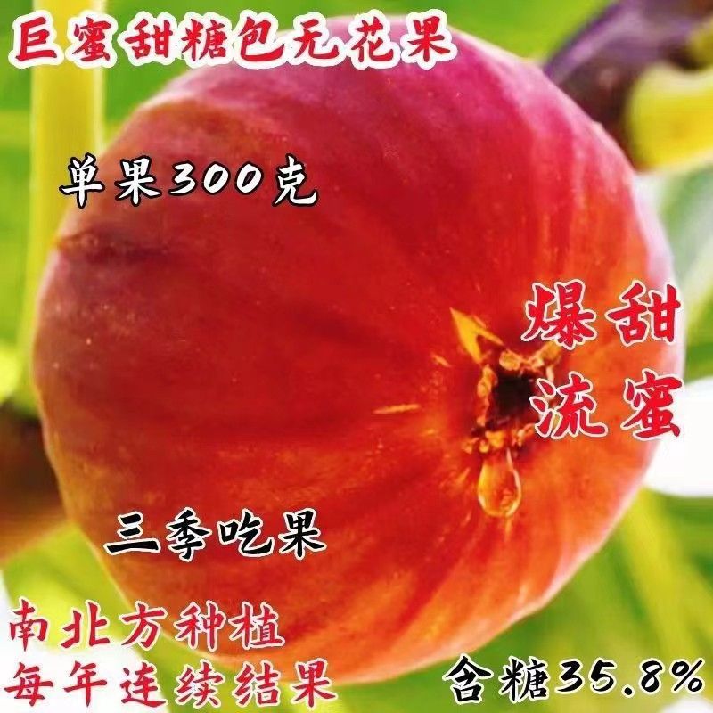 无花果苗新品种特大甜糖包无花果当年结果南北种植地栽盆栽果树苗