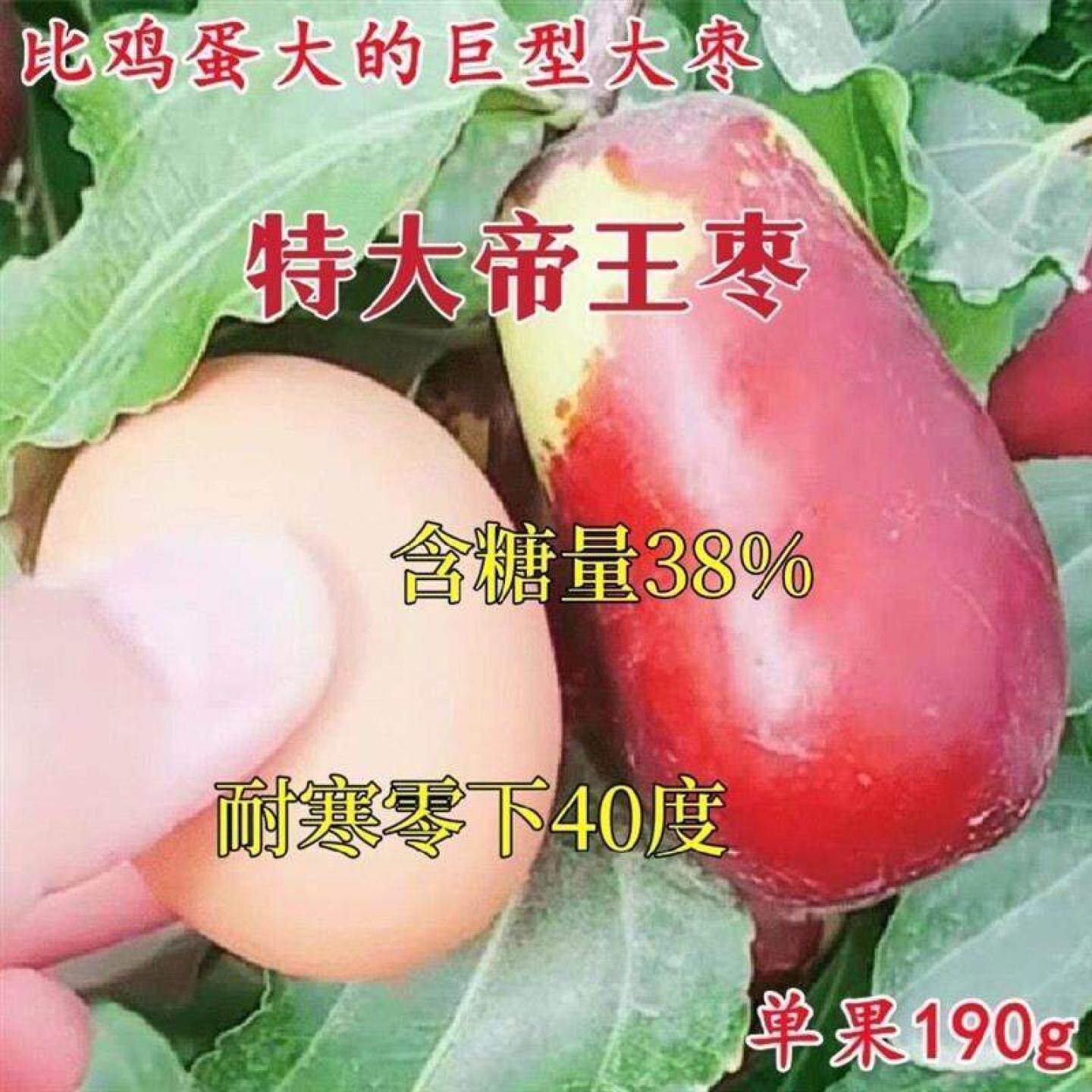 果树苗嫁接枣树苗新品种黑仙枣树活苗黑枣树苗地盆栽当年结果大苗