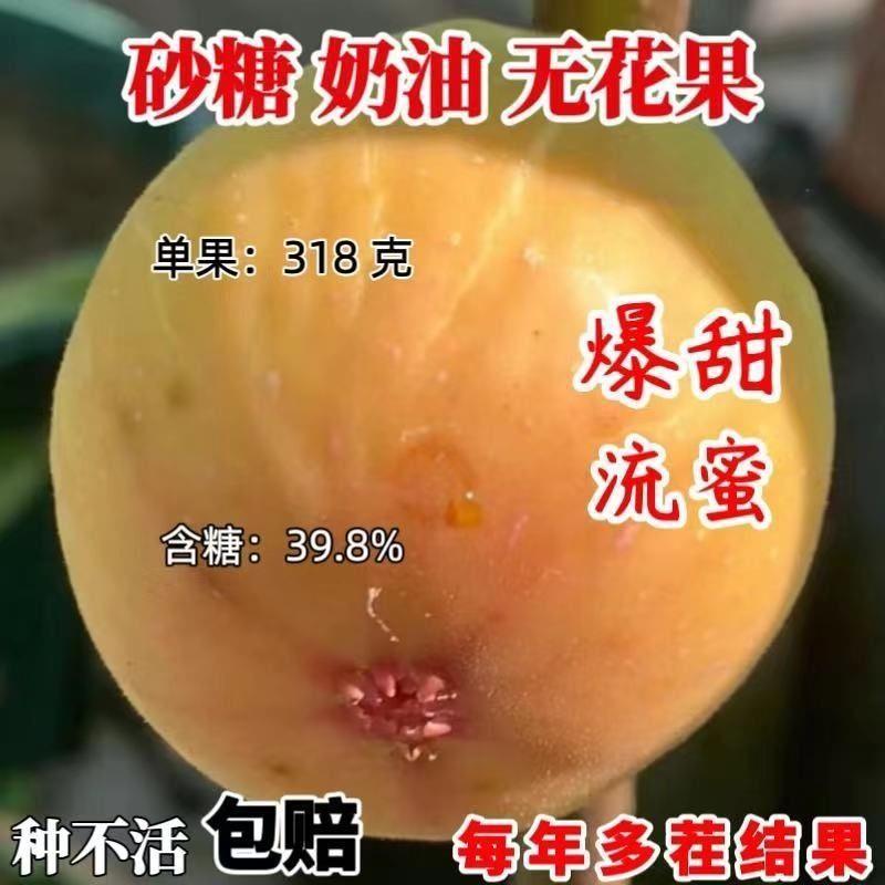 砂糖奶油无花果树苗阳台盆栽庭院地栽南北方耐寒种植当年结果树苗
