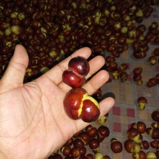 枣树嫁接枝条 新品种二号冬枣金丝四号二代葫芦枣接穗 新封蜡接芽