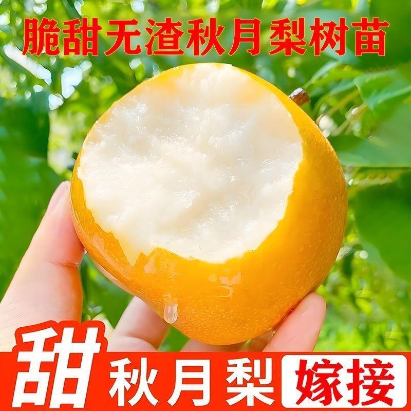 嫁接梨树苗大果秋月梨树嫁接南北适种耐寒当年结果庭院阳台新手党