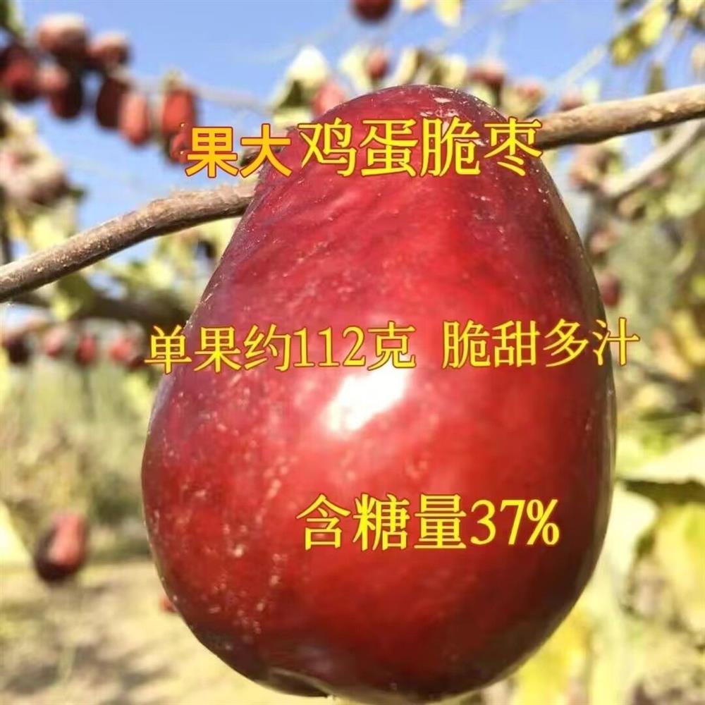 蛋脆枣树苗枣树苗嫁接耐寒品种鸡适合南北方种植地栽盆栽苗包成活