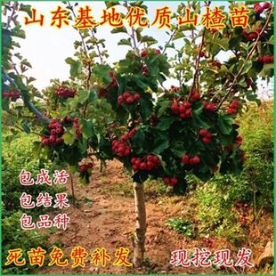 甜红子山楂树苗嫁接苗南北方种植地栽盆栽当年结果矮化山楂苗